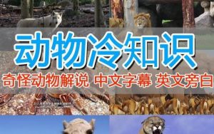 外面卖1699的国外纪录片解说(动物解说、美食、动画片)稳过中视频-虚拟资源库